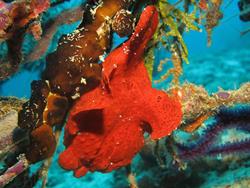 Maldives Liveaboard - Conte Max.